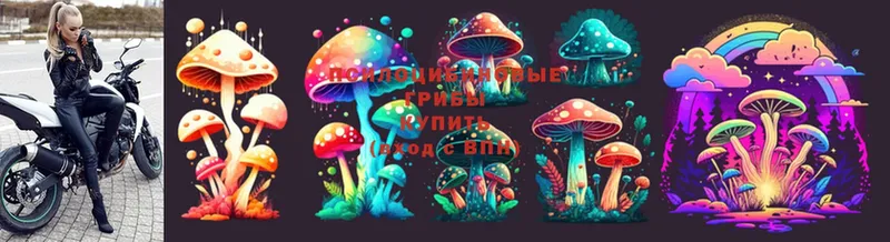 дарнет шоп  Жиздра  Галлюциногенные грибы Psilocybe 